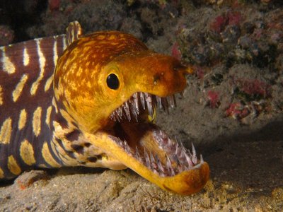 Fangtooth