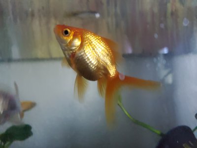 Fantail Goldfish