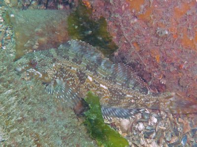 Fat Greenling