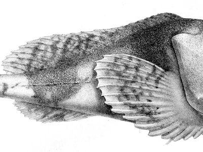 Fathead Sculpin