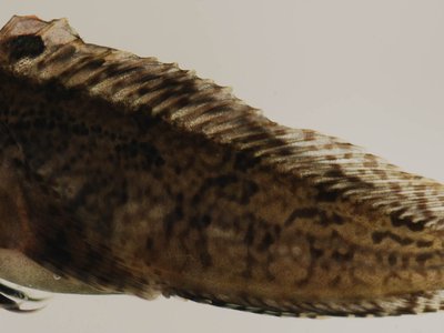 Feather Blenny