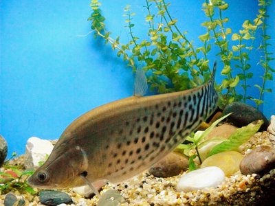 Featherback Knifefish