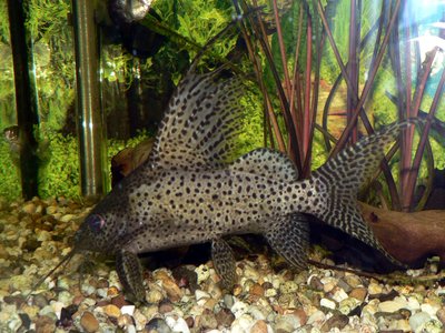 Featherfin Synodontis
