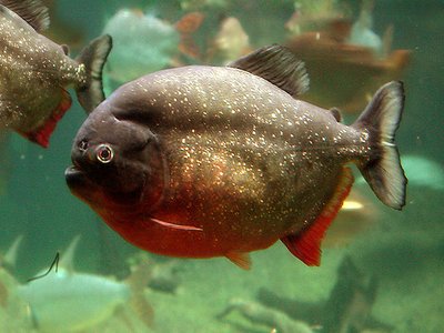 Ferocious Piranha