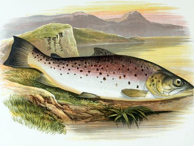 Ferox Trout