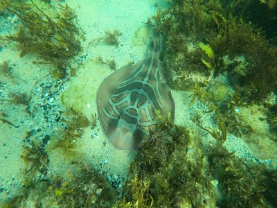 Fiddler Ray