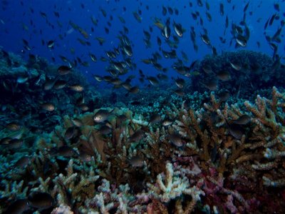 Fiji Damselfish