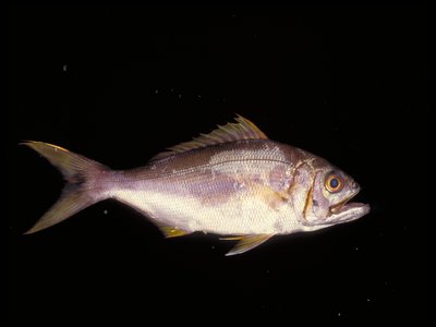Filament Snapper