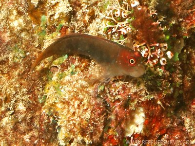 Filamentous Blenny