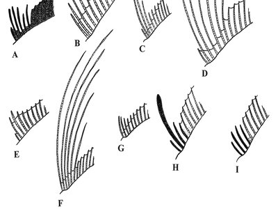 Filamentous Flounder