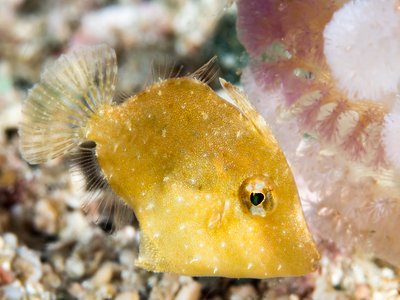 Filefish