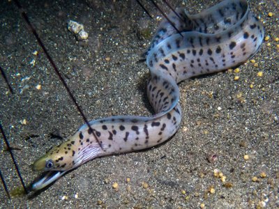 Fimbriated Moray
