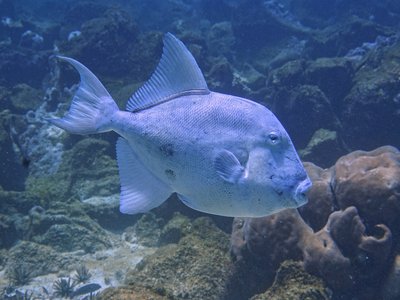 Finescale Triggerfish