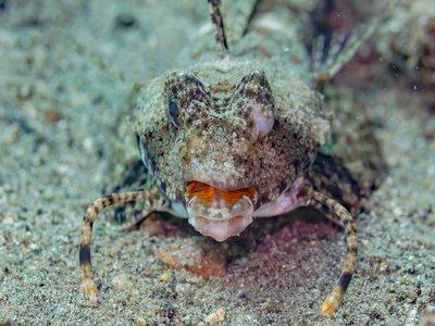 Fingered Dragonet