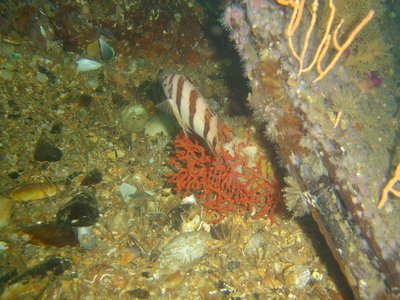 Fingerfin