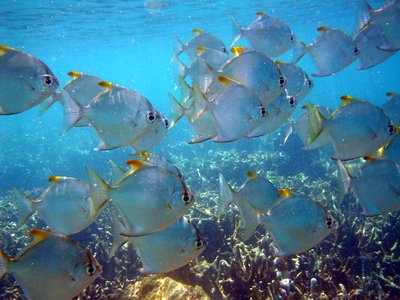 Fingerfish