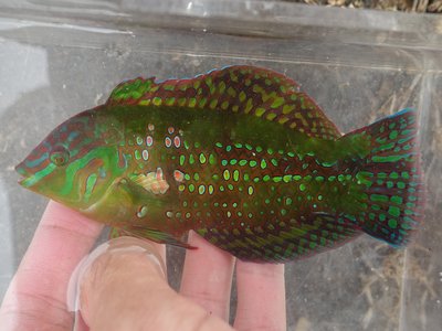 Finspot Wrasse