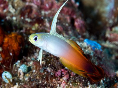 Fire Dartfish
