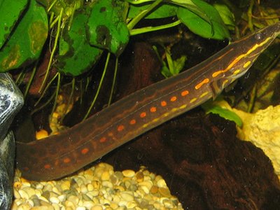 Fire Eel