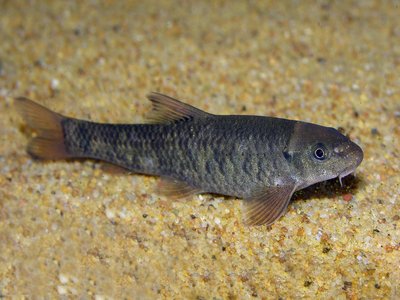 Fish Doctor