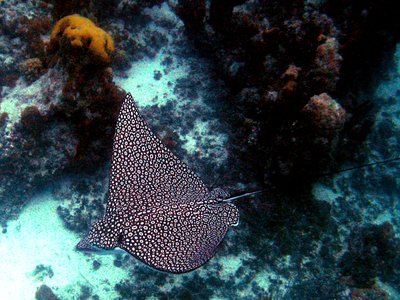 Fish Eagle Ray