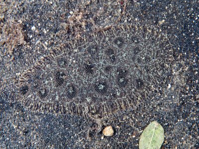 Fish Hook Sole