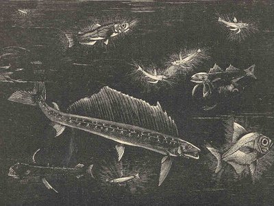 Fishes of the Deep