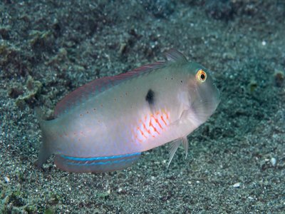 Fivefinger Wrasse
