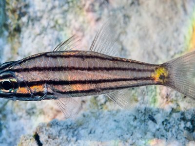 Fivelined Cardinalfish