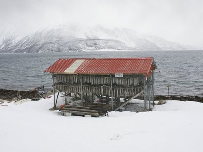 Fjord Cod