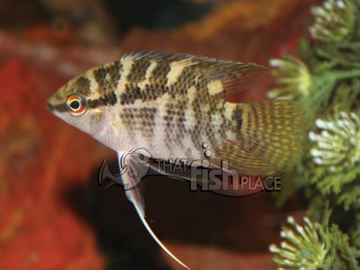 Flag Cichlid