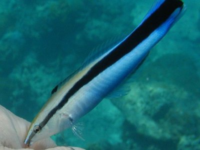 Flag Wrasse