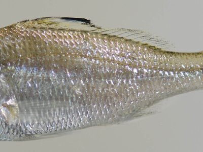 Flagfin Mojarra