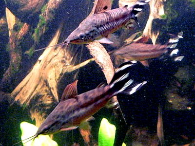 Flagtail Catfish