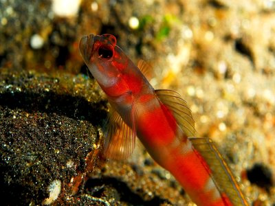 Flagtail Goby