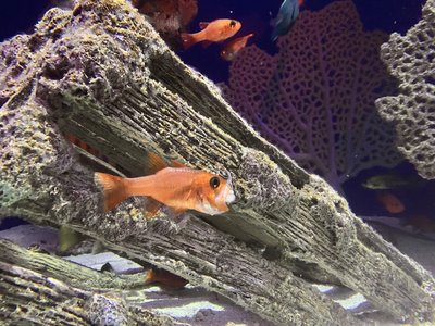 Flame Cardinalfish