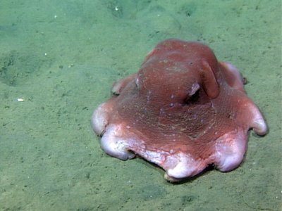 Flapjack Devilfish
