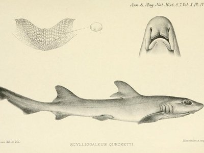 Flapnose Houndshark