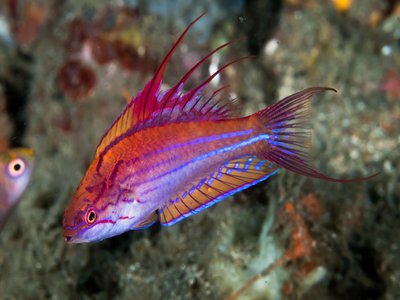 Flasher Wrasse