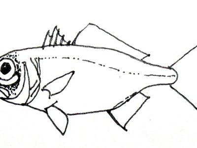 Flashlight Fish