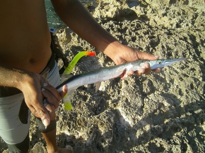 Flat Needlefish