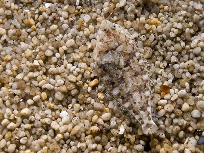 Flatfish