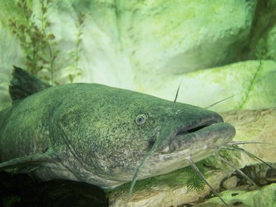 Flathead Catfish