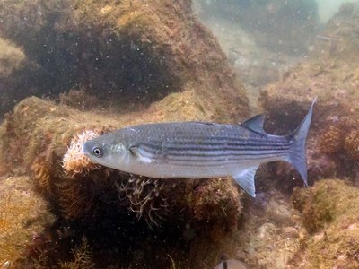 Flathead Grey Mullet