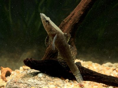 Flathead Gudgeon