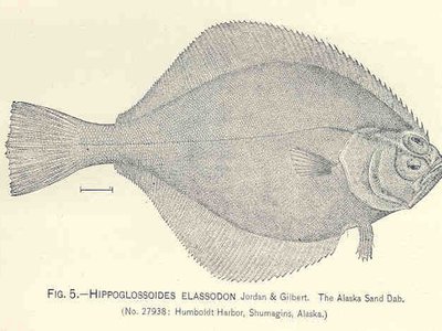 Flathead Sole