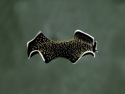 Flatworm