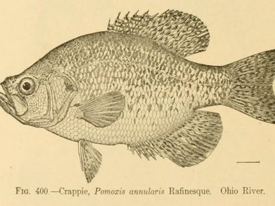 Flier Sunfish