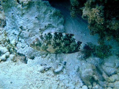 Floral Wrasse