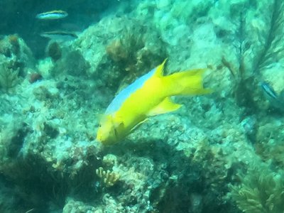 Florida Hogfish